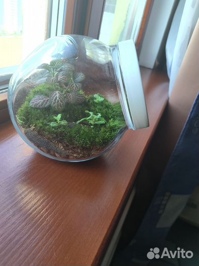 Флорариум закрытый