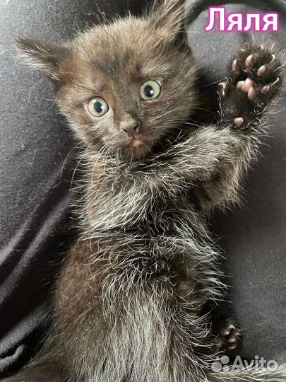 Котята в добрые руки