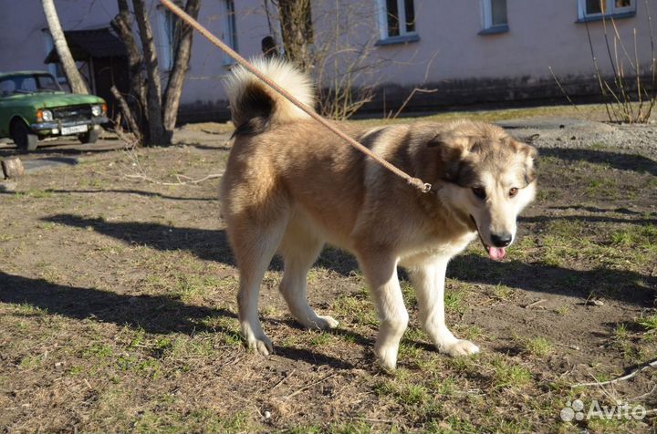 Отдам помесную лайку 1 год. Стерилизована