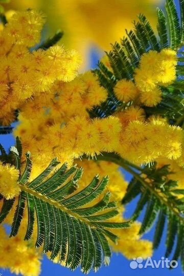 Мимоза из Абхазии