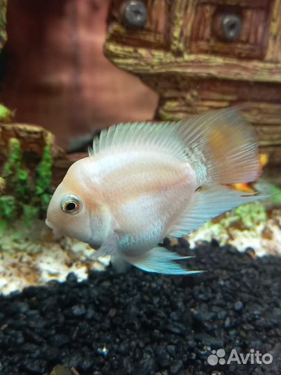 Сапфировые попугаи. Сомики супер ред анцитрус