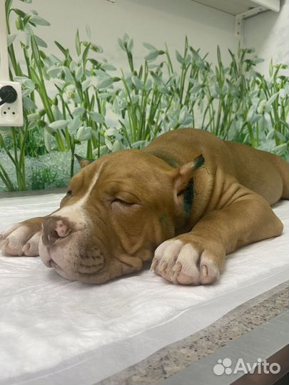 Щенок булли