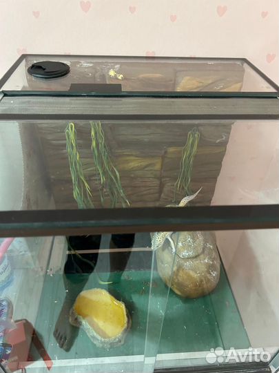 Ящерица эублефар вместе с террариумом 45 на 46 см