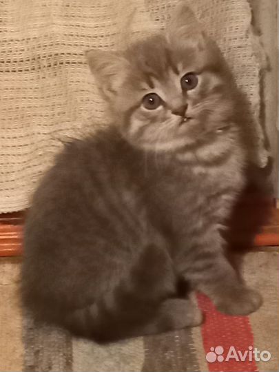 Котята бесплатно