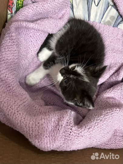 Котик в добрые руки