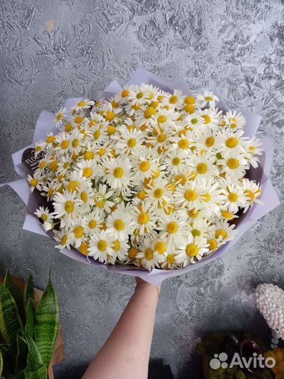 Ромашки Полевые