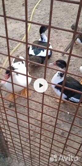 Инкубационное яйцо индоутки