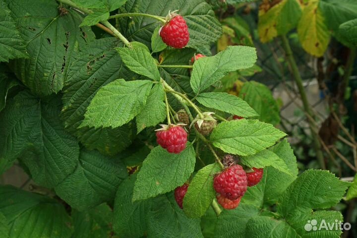 Кусты малины