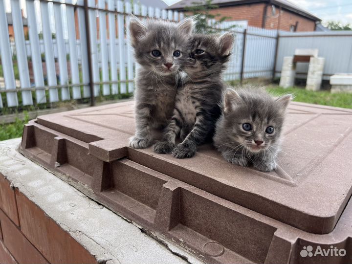 Котята в добрые руки