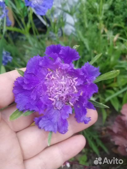 Скабиоза кавказская