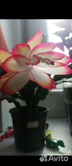 Декабрист шлюмбергера самба бразил