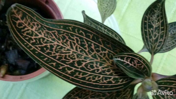 Доссиния мраморная/Dossinia marmoratus