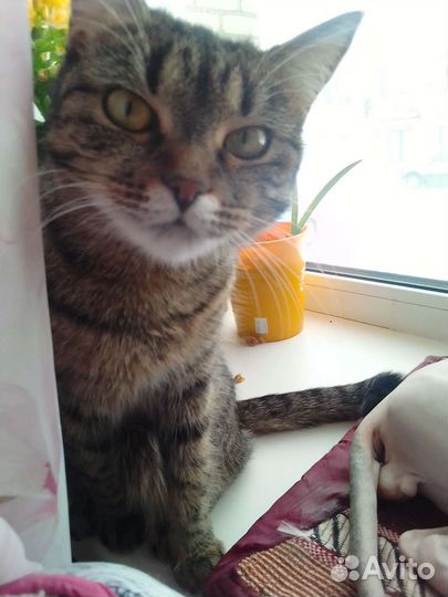 Кошка в добрые руки