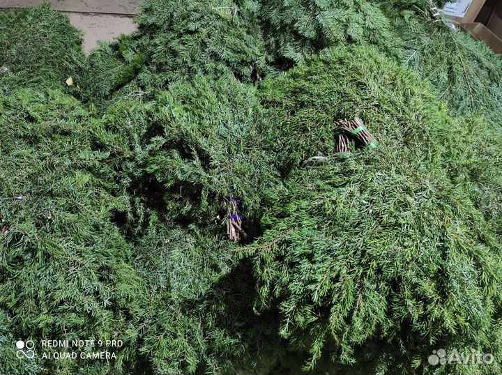 Пихтовые веники