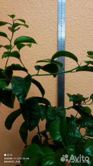 Мандариновое дерево