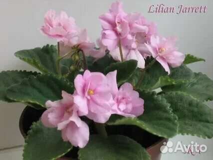 Сортовые фиалки