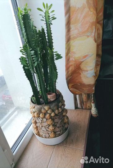 Молочай, отростки бесплатно