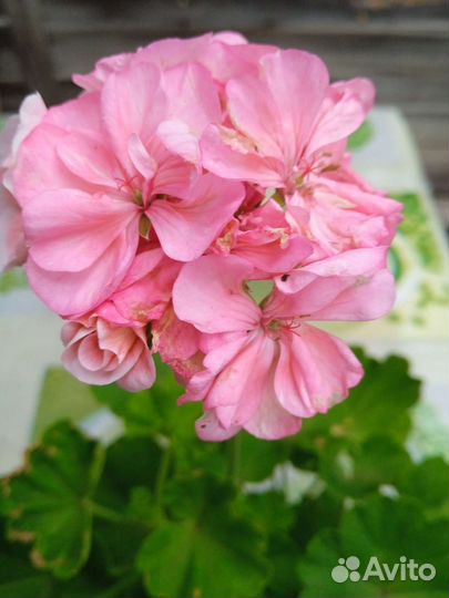 Пеларгония герань