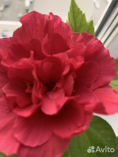 Гибискус махровый розовый красный
