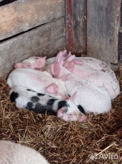Поросята ландрас дюрок