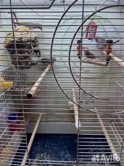 Зебровые амадины