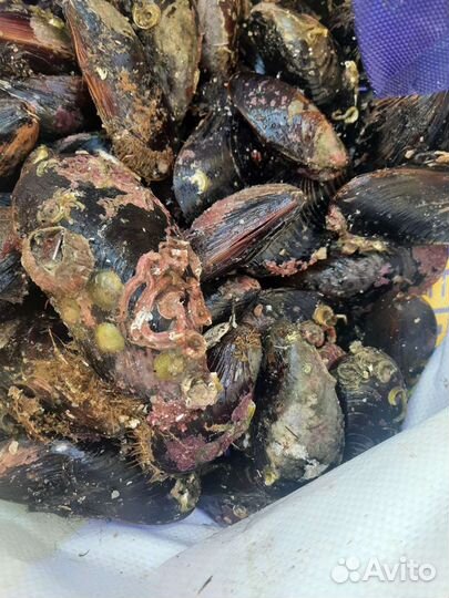 Мидии мороженые в створке