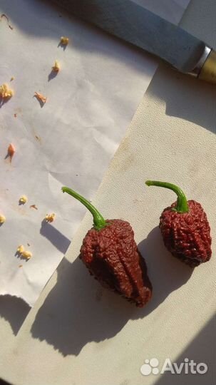 Семяна рассада Каролина Рипер