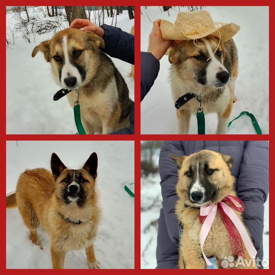 Собака