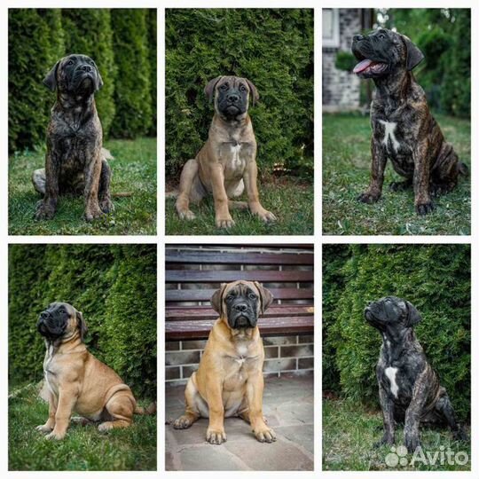 Щенки бульмастифа