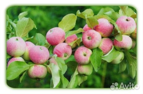 Яблони полукультурки высокозимостойкие в зкс