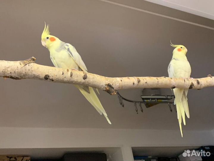 2 попугая с клеткой