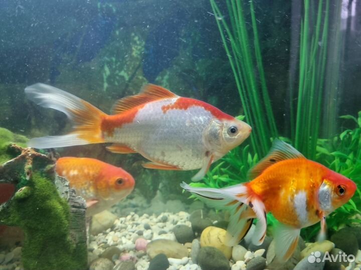 Золотая рыбка