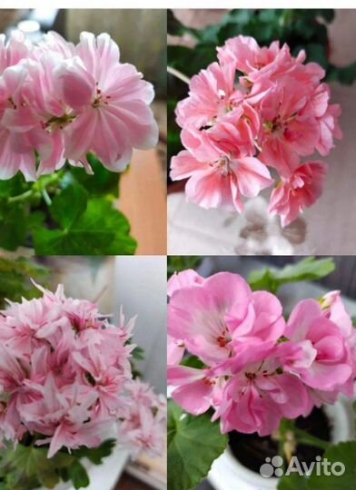 Пеларгония герань