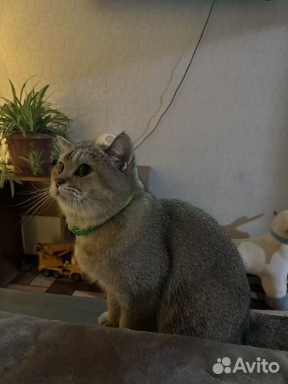 Британская шиншилла вязка