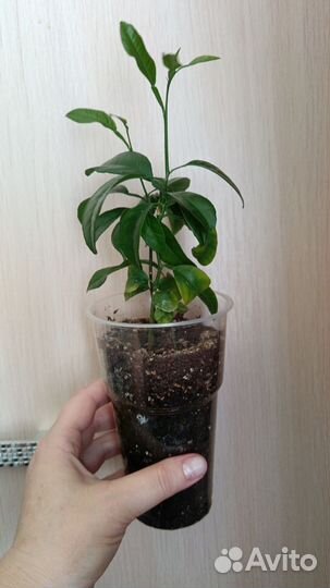 Алоэ, филодендрон, мандарин, фикус