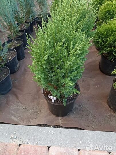 Саженцы хвойных растений