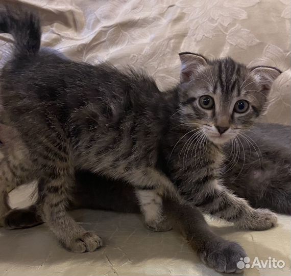 Отдам котят. Родились 16.12.22., к латку приучены