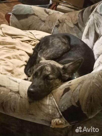 Английский той-терьер