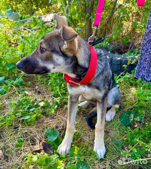 Щенок крупной породы, девочка, в добрые руки