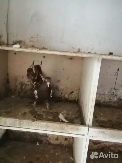 Голуби бакинские широкохвостые