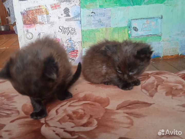 Отдам котят мальчик и девочка