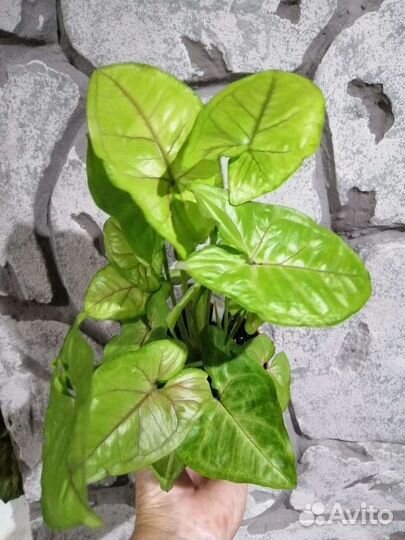 Сингониумы