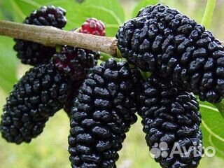 Шелковица саженцы