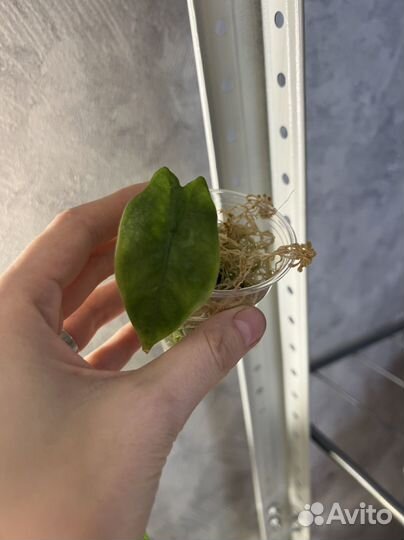 Алоказии (разные)