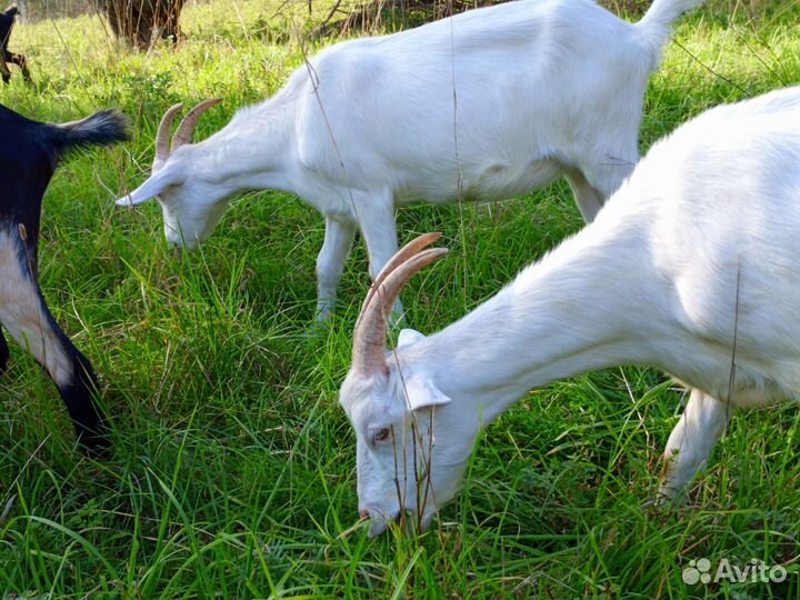 Козы молодняк под покрытие