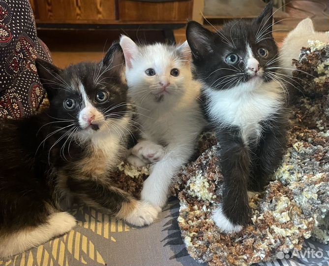 Котята в добрые руки даром