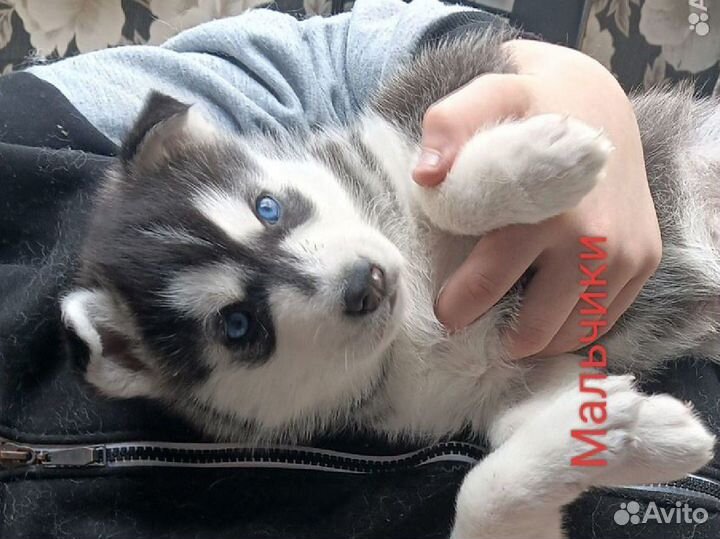 Сибирский хаски