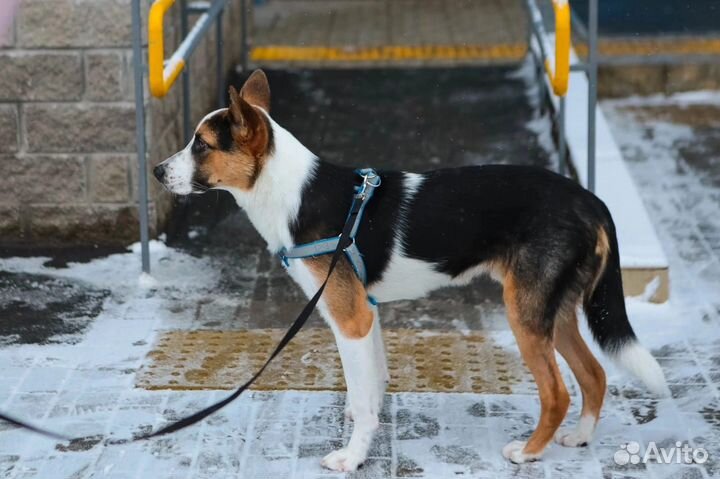 Красивый щенок подросток Барни ищет дом