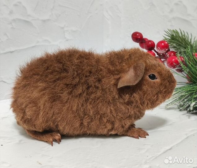 Морская свинка американский тедди