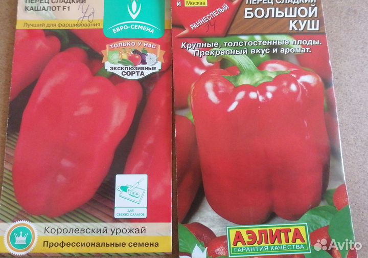 Рассада сладкого перца